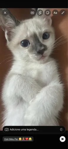 Vende se gatos siamês 
