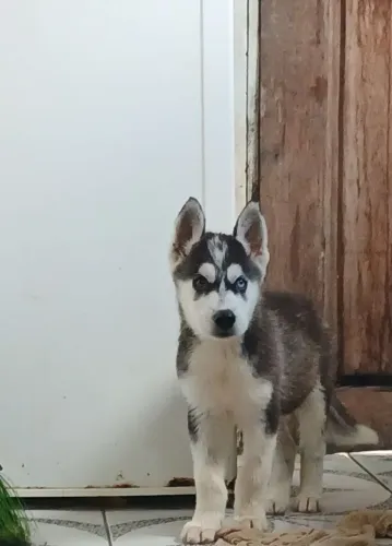 Husky siberiano Macho