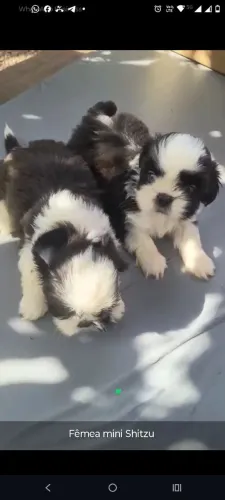 Mini Shitzu fêmea