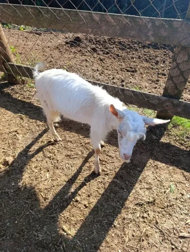 Cabrito novo