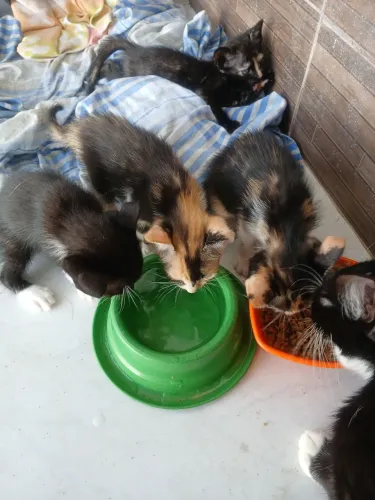 Animais