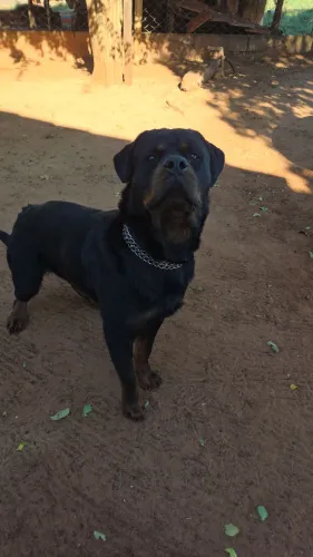 Filhotes de rottweiler