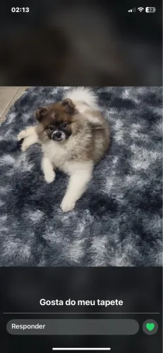 Lulu da pomerania 