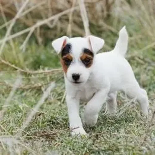 Jack Russell Terrier,Jack Russell Terrier Filhote Saudável Excelente Companhia