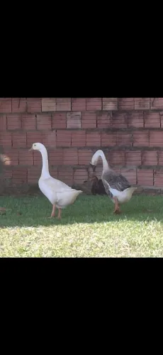 Gansos