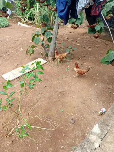 Galinha caipira 