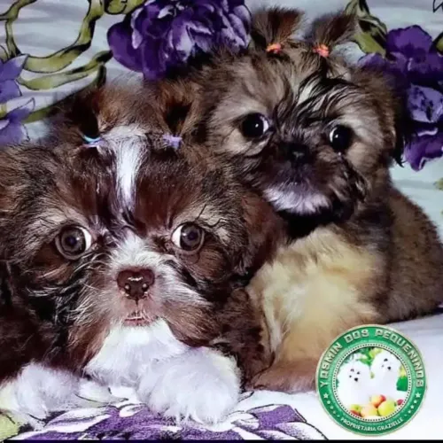 Promoção imperdível Shih Tzu Princesas Lindas 