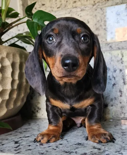 Teckel-Dachshund - Com Pedigree!!Lindos e Espertos.