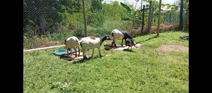 Vendo uma ovelha