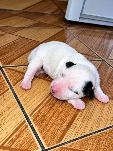 Bull Terrier inglês standard - Fêmea