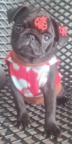 Pug
