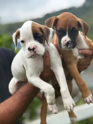 Boxer - Seu cão predileto!!!