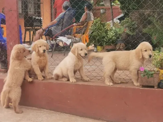 Golden Retriever,Golden Retriever Filhote Selecionado Alta Procedência
