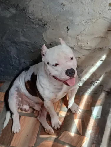Vendo American Bully classic macho