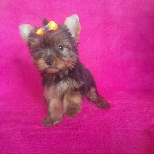 Yorkshire Terrier