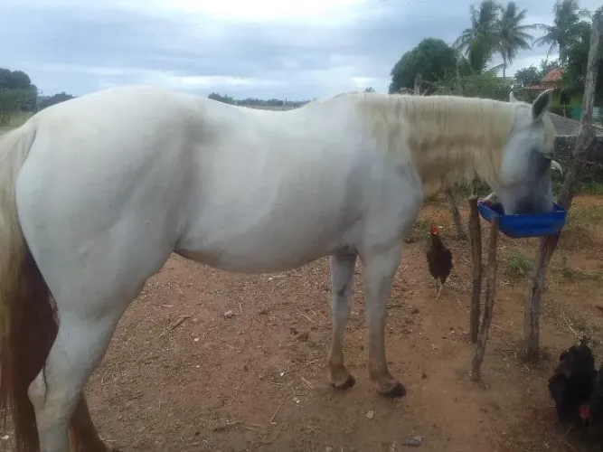 Égua QM 