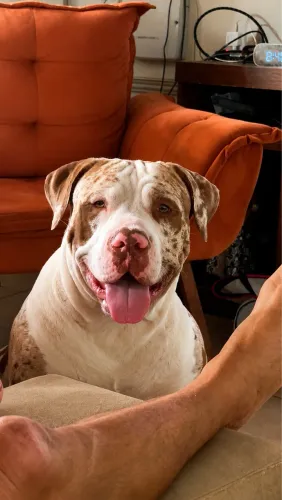 American Bully Choco Merle - CRUZA