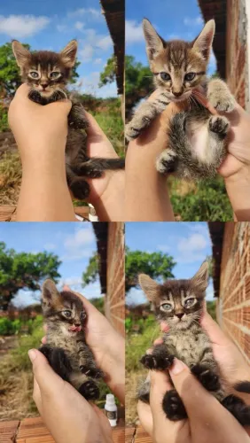 Gatos para adoção