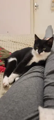 Gatinha para adoção urgente!