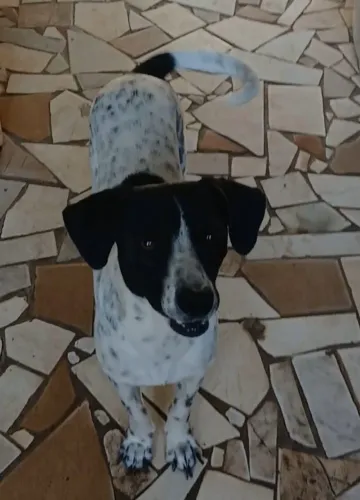 Cachorro para doaçao