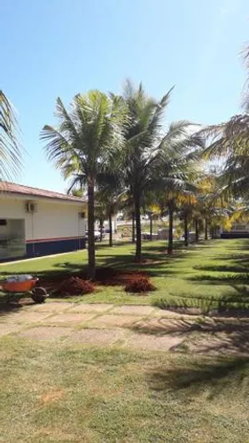 Mudas de coco  da bahia  produzindo  
