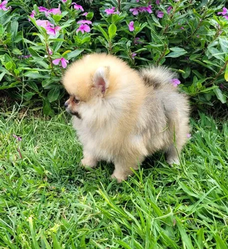 Spitz Alemão macho pedigree cbkc 10x sem juros
