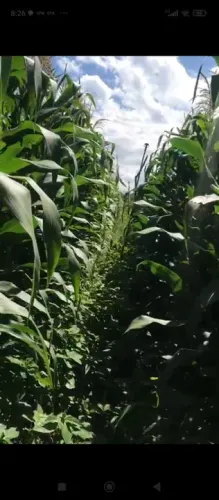 Fazendinha 20 Alqueires Entre Montes claros e Janaúba...Aceita Caminhão