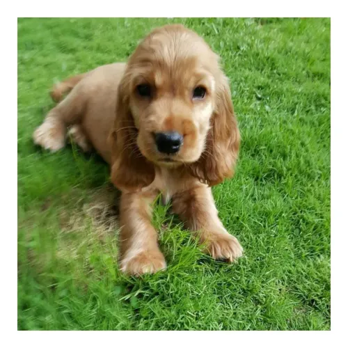Cocker fêmea e machinho a pronta entrega