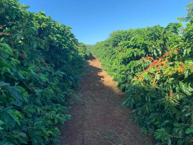 FAZENDA PREMIUM 390ha - Possui Café Irrigado - Altitude 1.000m (Alto Paranaíba/MG)