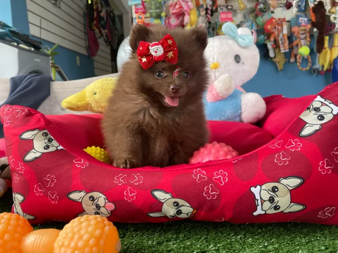 Spitz alemão fêmea chocolate $7.500,00