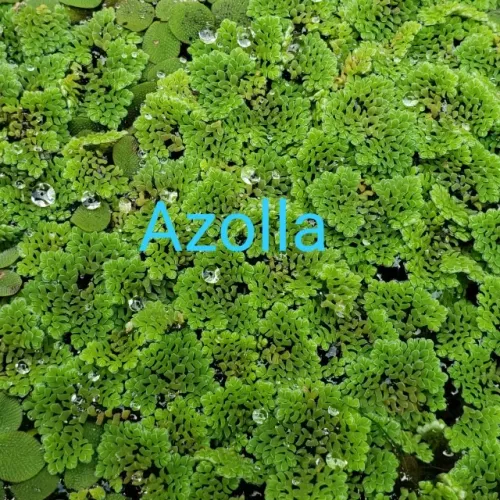 Azolla, planta aquática uma porção de mudas por R$ 10,00
