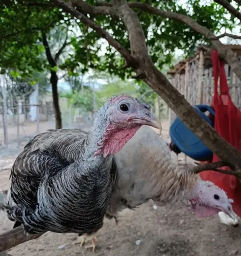 Ovos Férteis de Peru