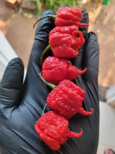 Pimenta Carolina reaper - mudas