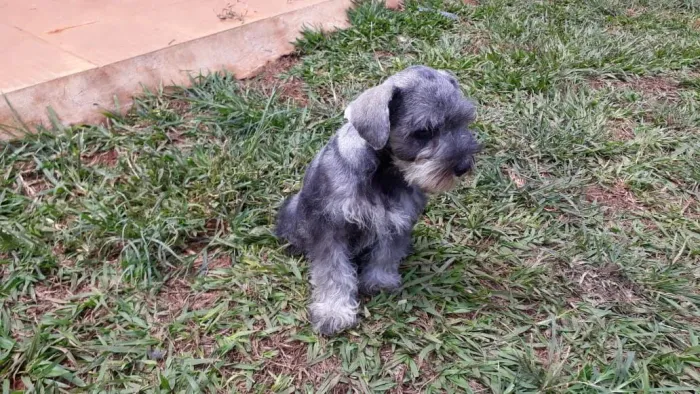 Scnhauzer macho e fêmea sal e pimenta 