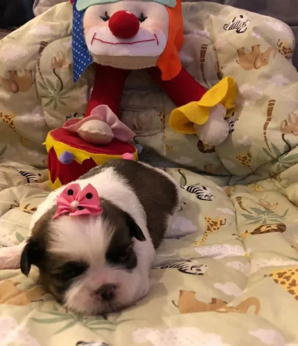 Shih Tzu. Menina para reserva
