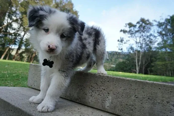 Filhote de Border Collie - cor espetacular 