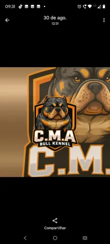 Vendo filhotes de American Bully exótico muito estrutura e gente 