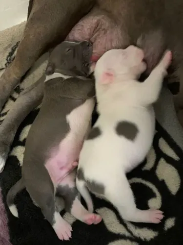Filhotes de Pitbull contraste perfeito de cinza com branco 