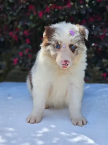 Border Collie | Excelente Genética