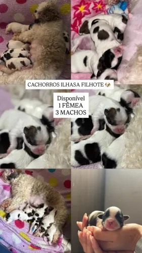 VENDO CACHORRO FILHOTE LHASA APSO PURO
