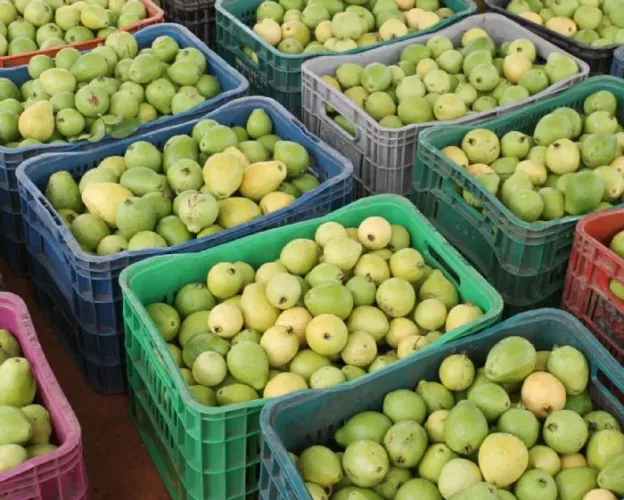 Goiaba vermelha caixa com 6 Kg