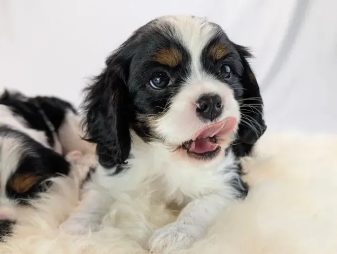 Cavalier King: amor, equilíbrio e muito charme