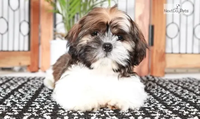 Shih-Tzu Miniatura Macho Tricolor Filhote Charmoso e Brincalhão