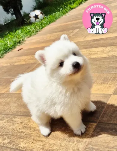 Spitz Japonês Japones com pedigree em 10x sem juros
