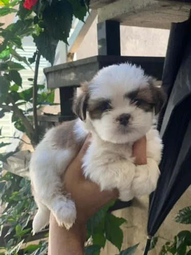 Shih tzu  cores lindas, linda pelagem, bem pequnos