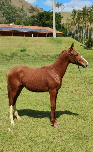 Potro MM registrado (Genuíno de marcha Picada)