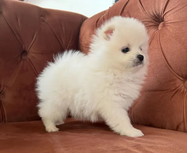 Spitz alemão puro com parcelamento no Cartão e Fotos ilustrativa