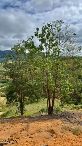 Terreno de 1,5 Alqueires no Patrimônio Monte Belo