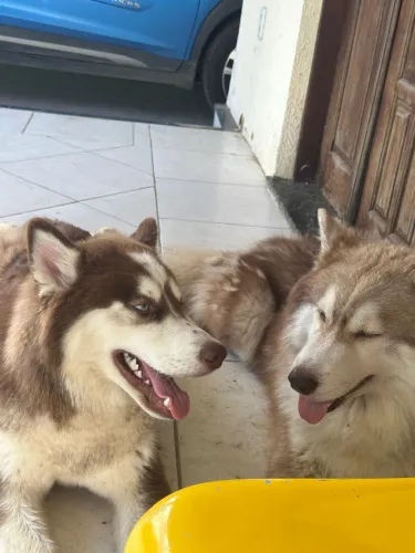 Husky Fêmea Com Pedigree