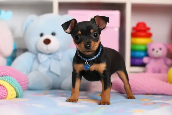 Pinscher/Pincher Cachorro Muito Saudável Macho e Fêmea com Garantias SP